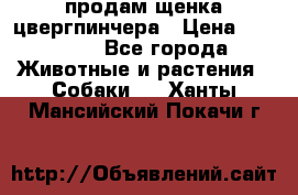 продам щенка цвергпинчера › Цена ­ 15 000 - Все города Животные и растения » Собаки   . Ханты-Мансийский,Покачи г.